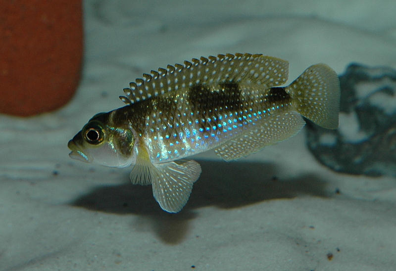 Lamprologus stappersi